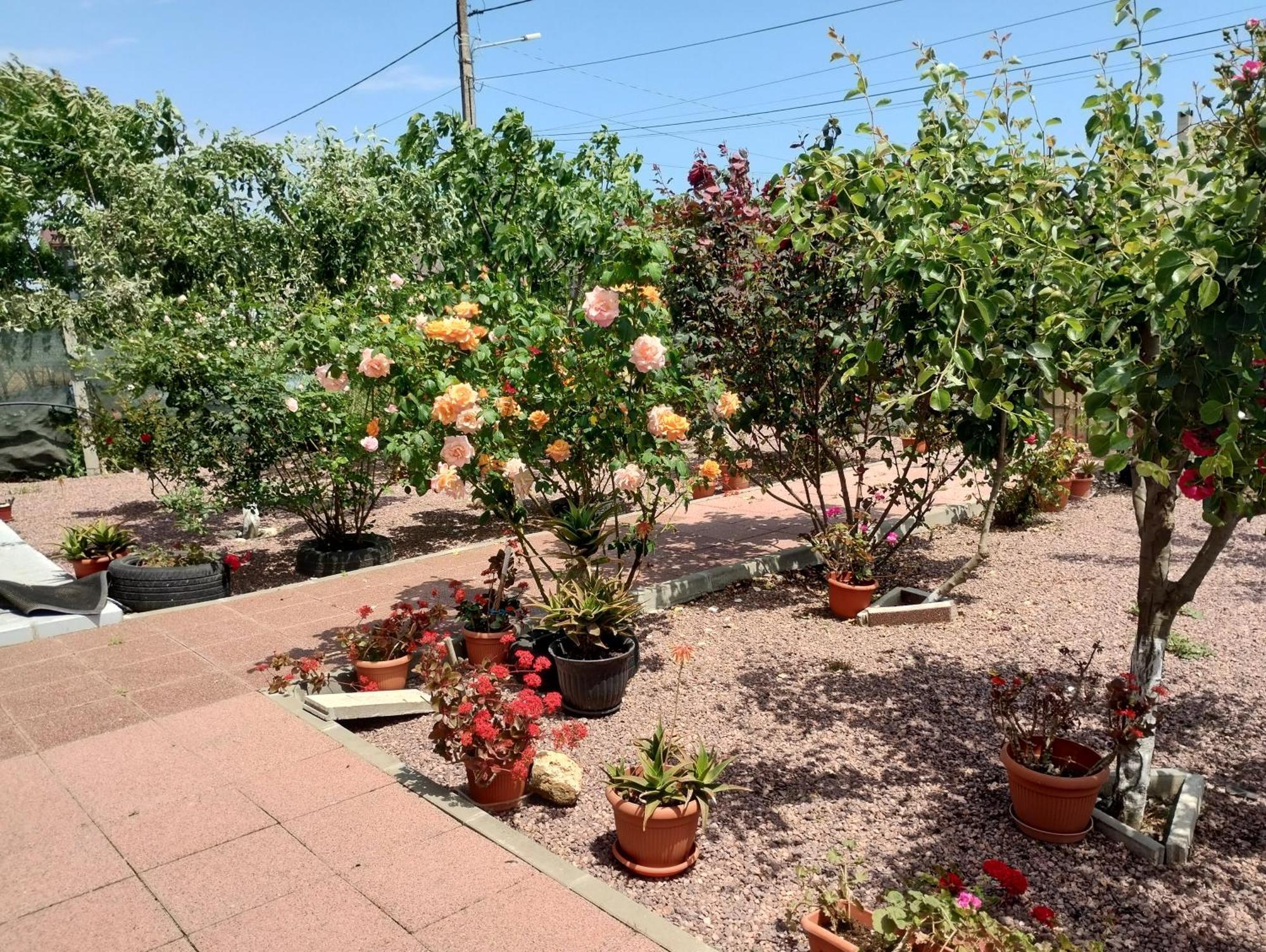 מלון Douăzeci şi Trei August Casa Doina מראה חיצוני תמונה